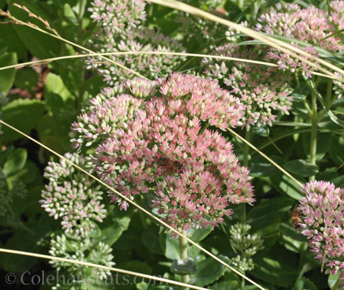 Sedum, Autumn Joy, fall 2023 © Colehauscats.com