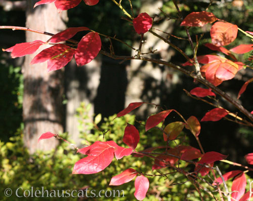 Blueberry bush, fall 2023 © Colehauscats.com