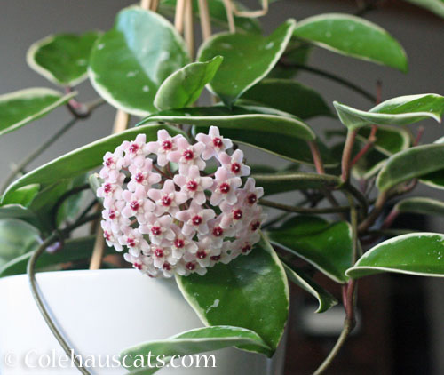 Hoya in full bloom, fall 2023 © Colehauscats.com