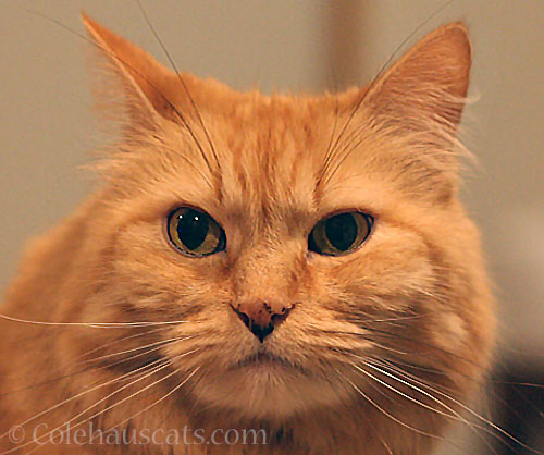 Nose Freckle Check, Pia © Colehauscats.com