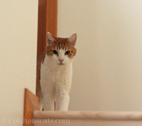 Make it stop, Mom © Colehauscats.com