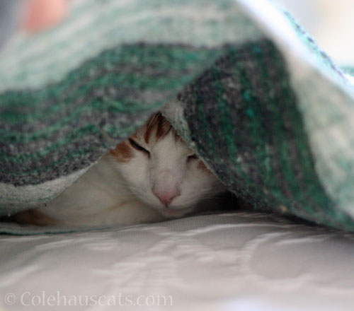 Serious Fort Business © Colehauscats.com