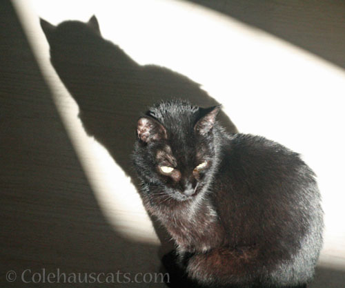 Sun Puddles for Olivia © Colehauscats.com