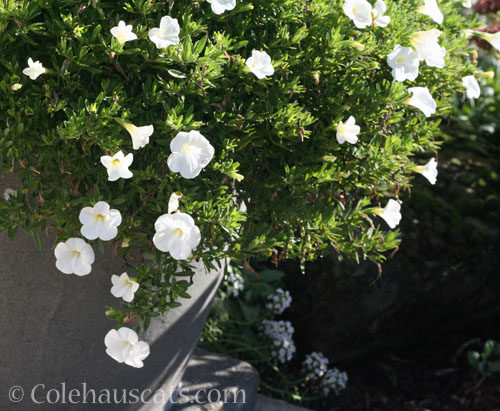 Calibrachoa, fall 2023 © Colehauscats.com