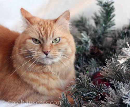 It's a Grumpy Christmas Pia, 2023 © Colehauscats.com