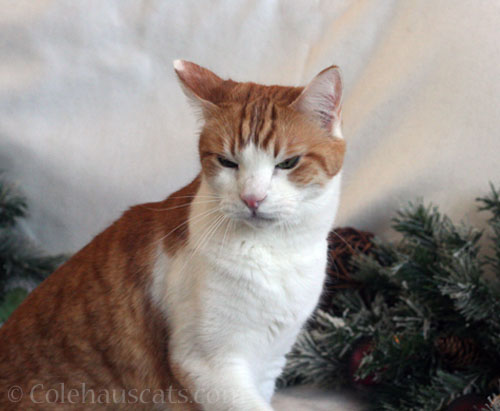 It's an Angry Christmas Quint, 2023 © Colehauscats.com