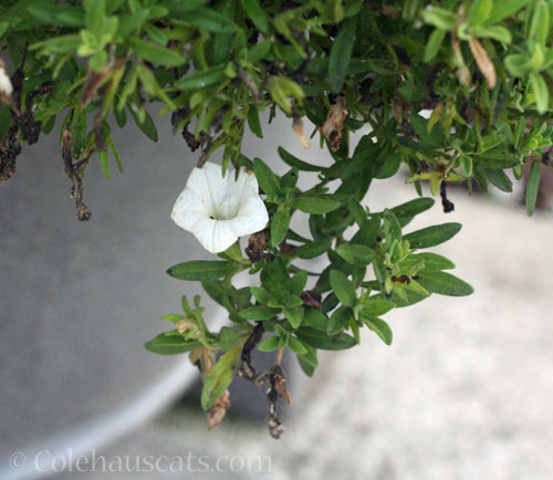 Calibrachoa (mini petunia) © Colehauscats.com
