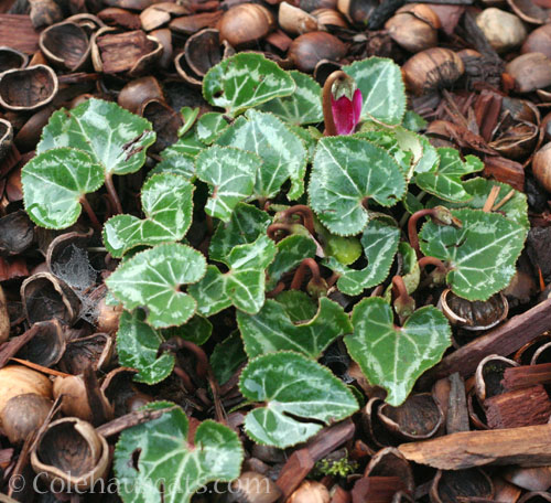 Cyclamen, Winter 2024 © Colehauscats.com