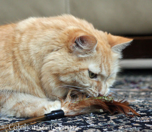 Inspecting feathers © Colehauscats.com