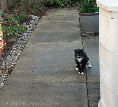 Mr. Stubbs, 2024 © Colehauscats.com