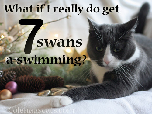 What if I really do get 7 swans a-swimming?