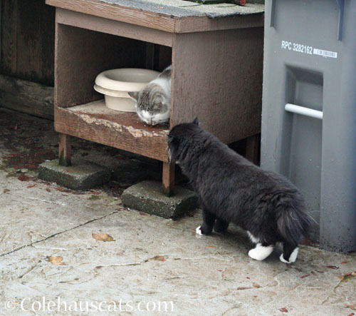 Neighborhood visitors Lloyd and Mr. Stubbs © Colehauscats.com