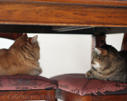 Pia and Viola ignoring each other © Colehauscats.com