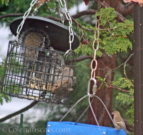 Suet squirrel © Colehauscats.com