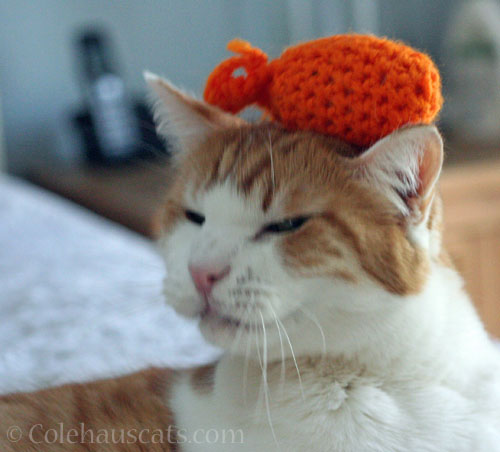 Fish hat © Colehauscats.com