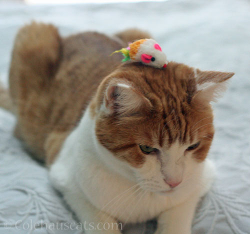 Mousie Hat © Colehauscats.com