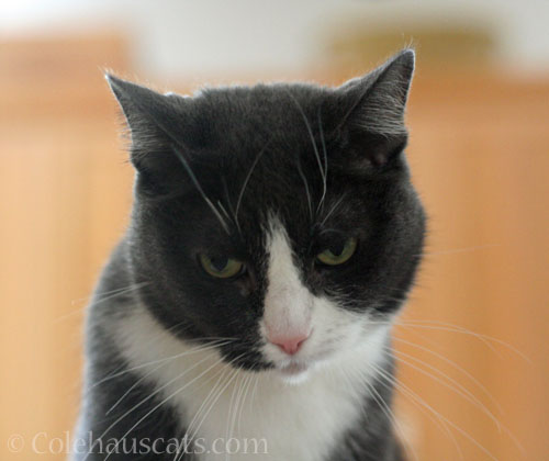 Tessa disapproves © Colehauscats.com