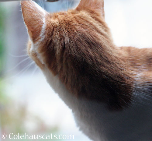 Back view of Quint © Colehauscats.com