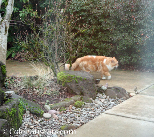 Visitor Colby wandering through, February 2024 © Colehauscats.com