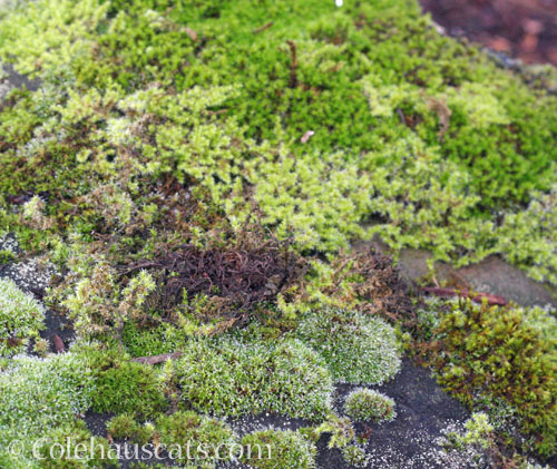 Moss abounds © Colehauscats.com