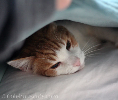 Quint in his blanket fort © Colehauscats.com