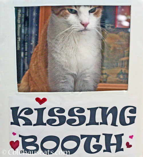 Quint's Kissing Booth © Colehauscats.com
