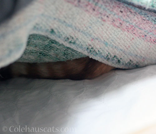 In his blanket fort © Colehauscats.com