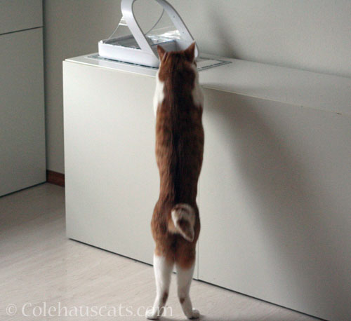 Tall Quint © Colehauscats.com