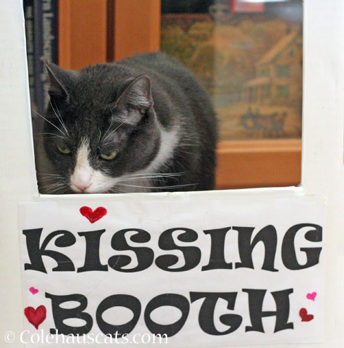 Tessa's Kissing Booth © Colehauscats.com