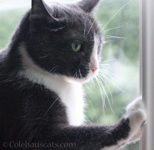 Tessa holds up a window frame © Colehauscats.com
