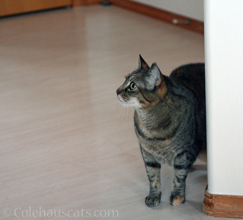 Viola has deep thoughts © Colehauscats.com