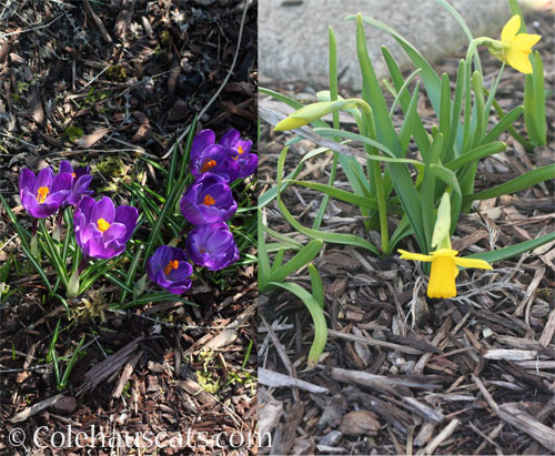 Crocus and mini Daffodils, 2024 © Colehauscats.com