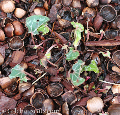 Cyclamen, spring 2024 © Colehauscats.com