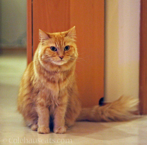 Grumpy Pia © Colehauscats.com