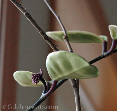 Hoya (wax plant) flower buds, 2024 © Colehauscats.com