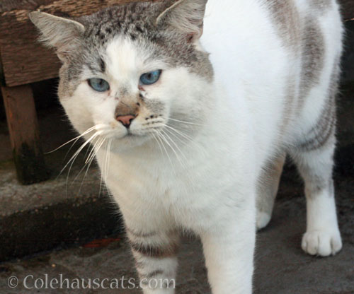 Lloyd looking for brushings and treats © Colehauscats.com