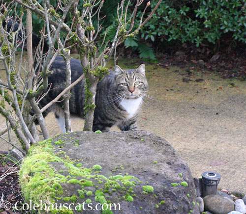 Neighborhood visitor Mr. G. © Colehauscats.com