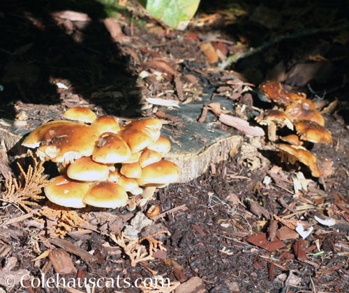 Maple trunk mushrooms, 2024 © Colehauscats.com