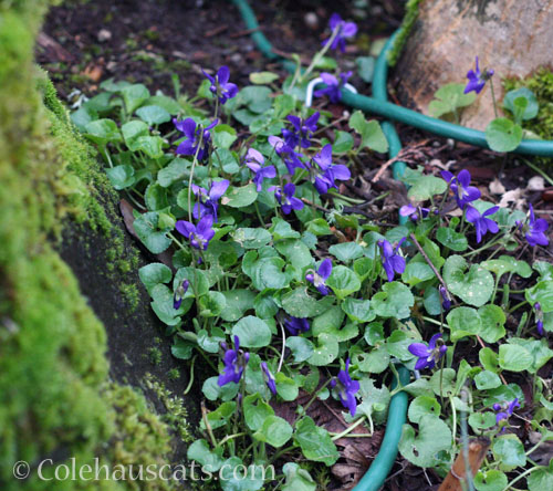 Wild sweet violets, 2024 © Colehauscats.com