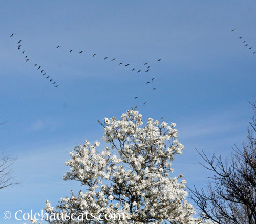 Canada geese pre-migration © Colehauscats.com