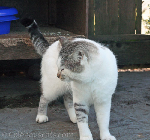 Visitor Lloyd glares at Mr. MewMew © Colehauscats.com