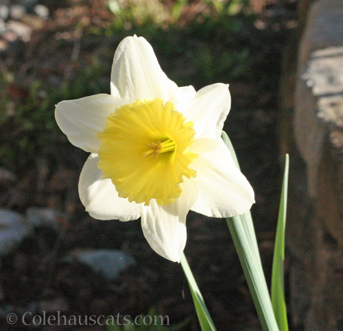 A lone daffodil, 2024 © Colehauscats.com
