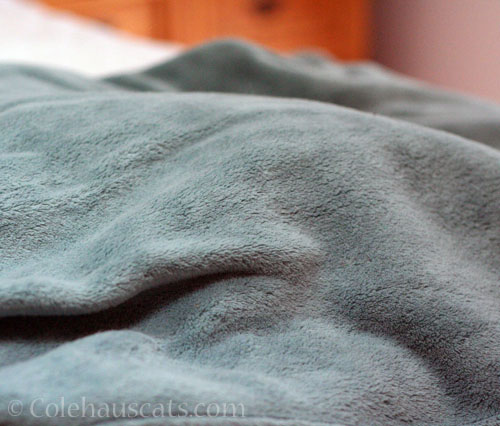 A lumpy blanket of Quint © Colehauscats.com