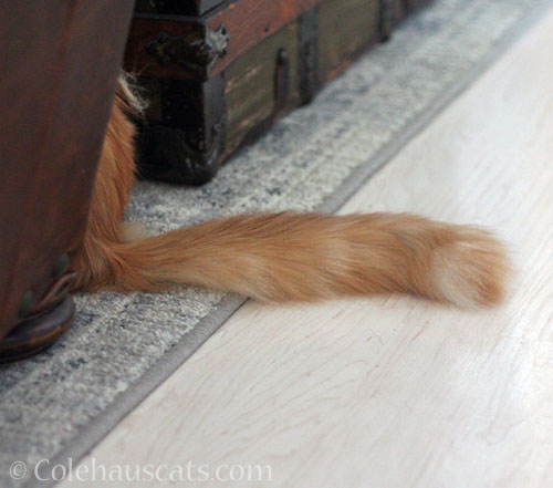 Pia's tail © Colehauscats.com