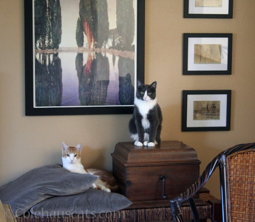 Quint and Tessa, 2013 © Colehauscats.com