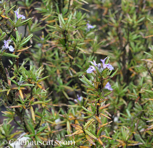 ewly repotted rosemary, 2024 © Colehauscats.com