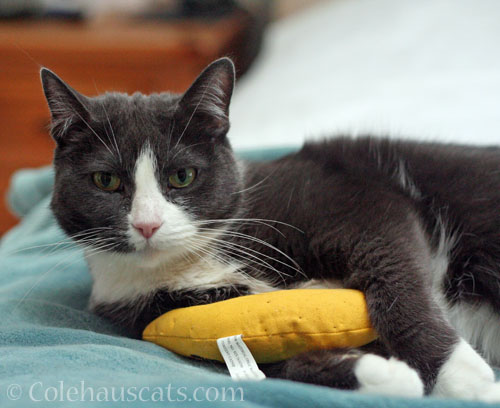 Tessa and the nip banana © Colehauscats.com