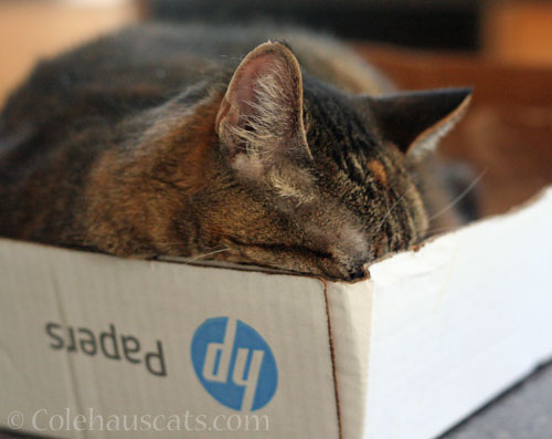 Viola and the best napping box © Colehauscats.com