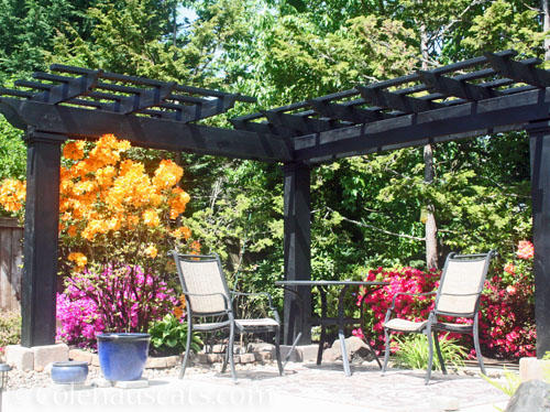 The finished arbor, 2025 © Colehauscats.com