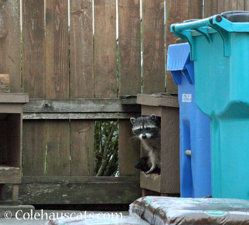 1st Raccoon Mama of 2025 © Colehauscats.com